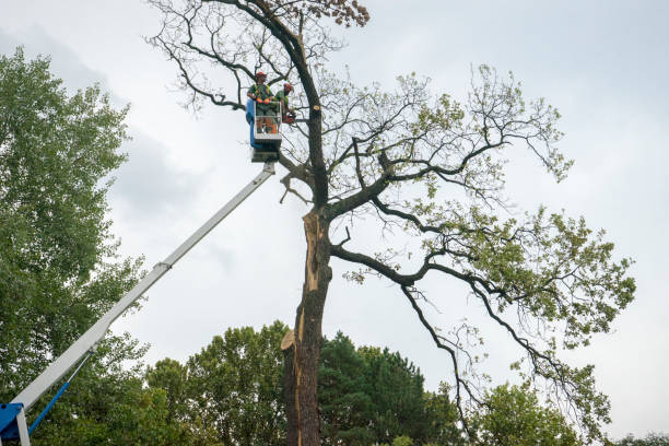 How Our Tree Care Process Works  in  Lehighton, PA