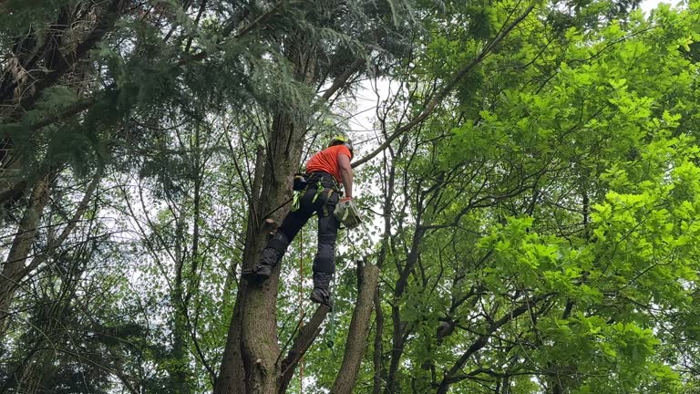 Tree and Shrub Care in Lehighton, PA