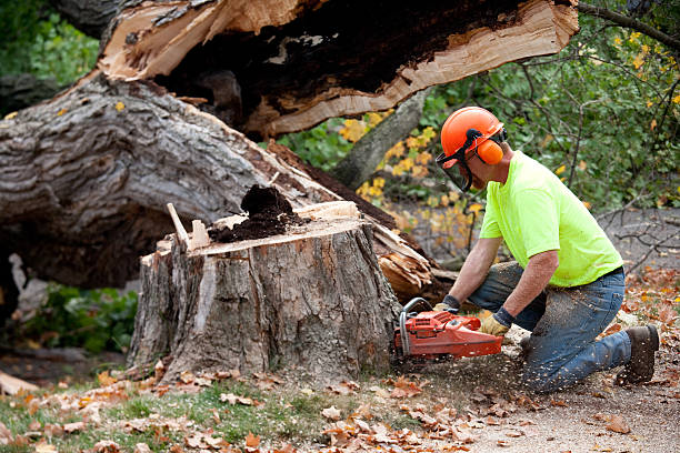 Best Tree Cabling and Bracing  in Lehighton, PA